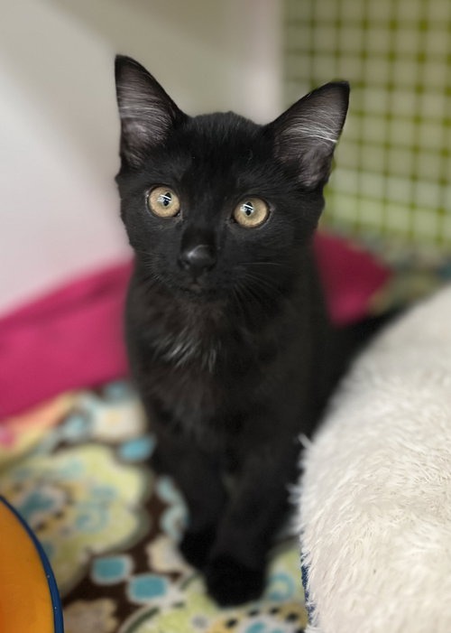 Black Bean