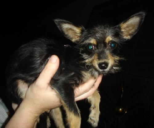 Blacky