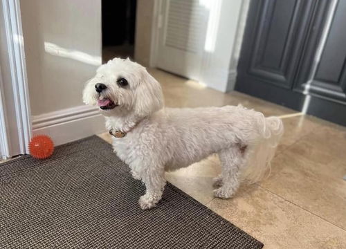 Max (senior)