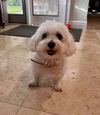 Max (senior)