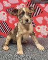 Charlie (puppy)