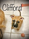 Clifford