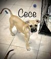 CeCe *