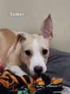 Tinker *