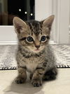 Shiloh (kitten)  *