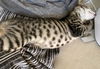 Shiloh (kitten)  *