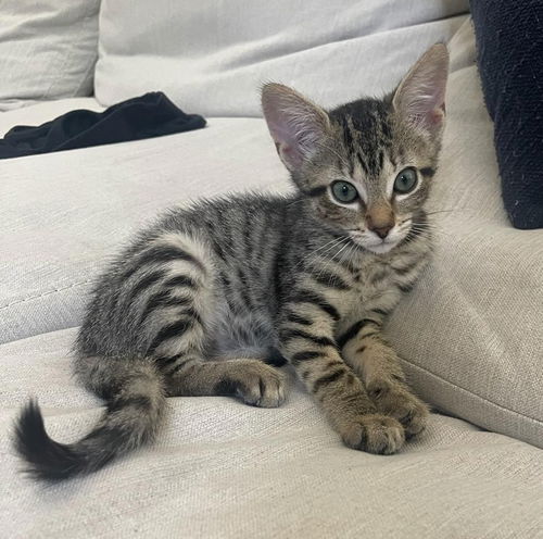 Shiloh (kitten) *