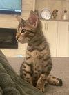 Shiloh (kitten)  *