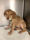 Maple (the puppy)