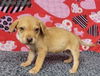 Maple (the puppy)