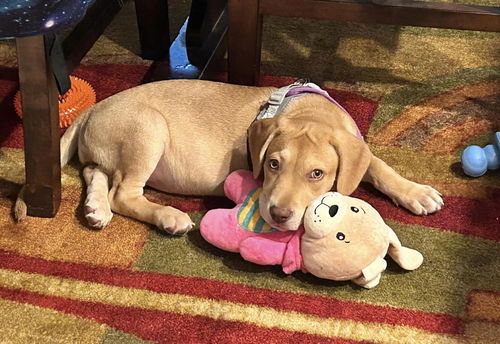Maple (the puppy)