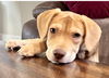 Maple (the puppy)