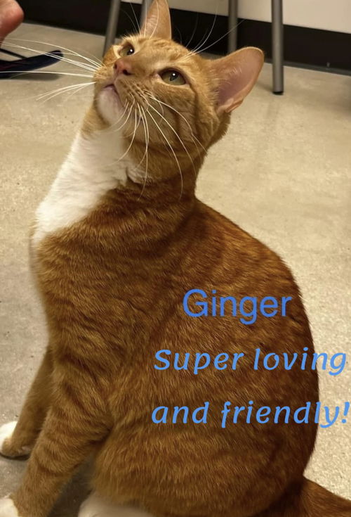 Ginger *