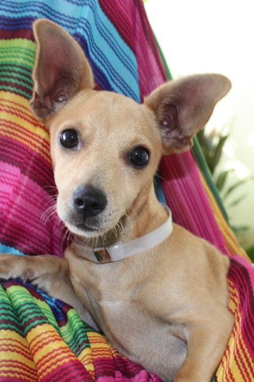 Chiquita