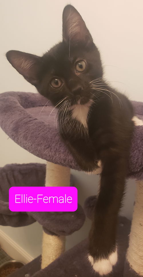 Ellie