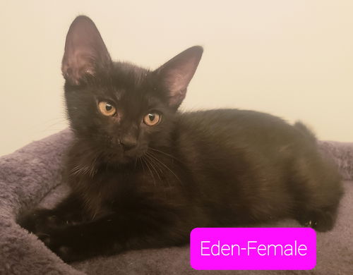 Eden (kitten)