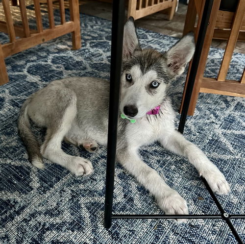 Dakota *