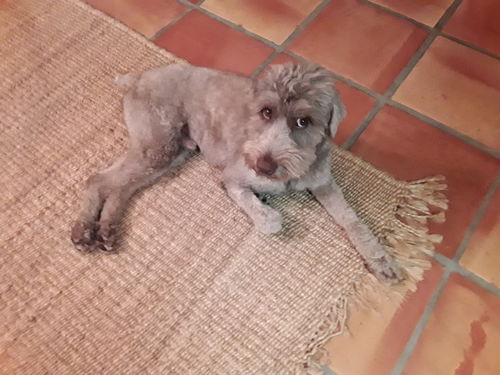 Milo