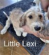 Little Lexi  *