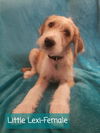 Little Lexi *