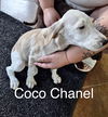 Coco Chanel  *