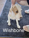 Wishbone  *