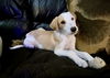 Wishbone *
