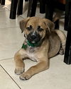 Scout *
