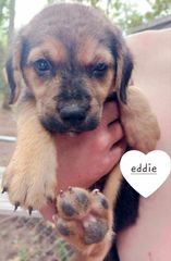 Eddie *