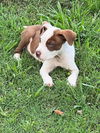 Bennie *