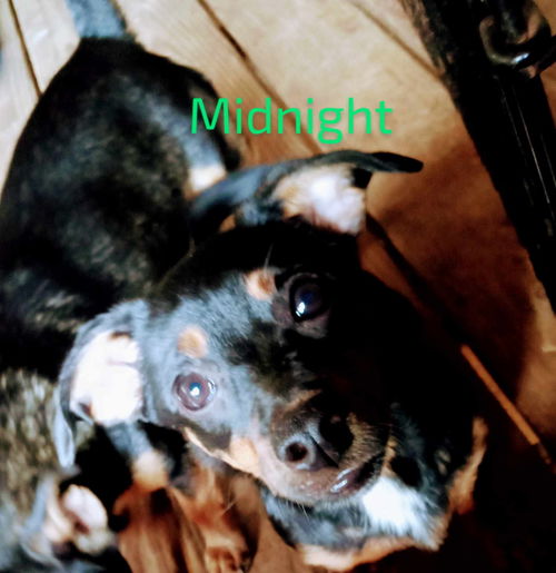 Midnight *