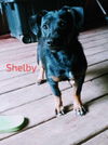 Shelby  *