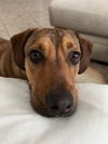 Nova  *