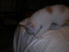 Casper