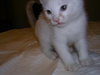 Casper