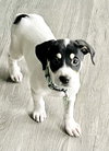 Lucy (adult) *