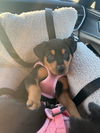 Minnie *