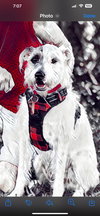 Boomer *