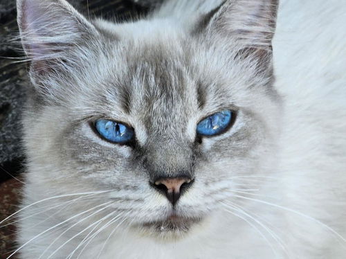 Emmylou