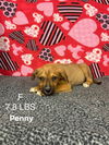 Penny *