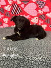 Pumpkin *