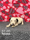 Pebbles *