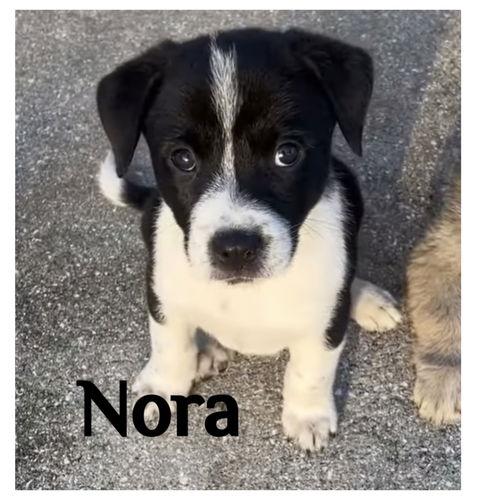 Nora *