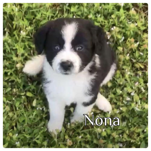 Nona