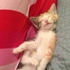 Kitty *