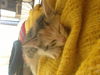 Kitty *