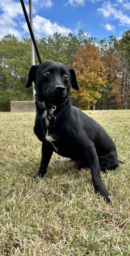 Ajax