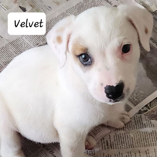 Velvet *