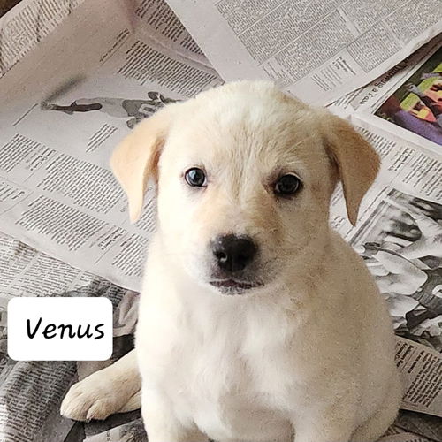 Venus *