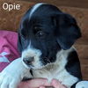 Opie *